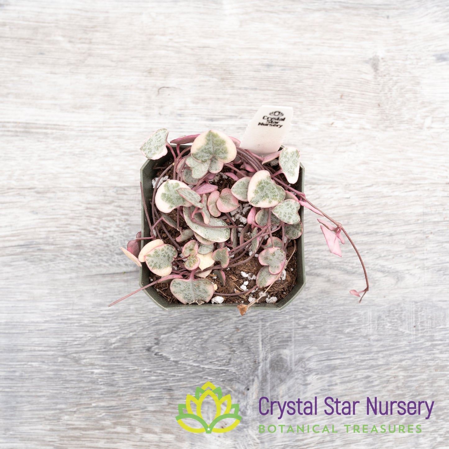 Ceropegia woodii Variegated String of Hearts