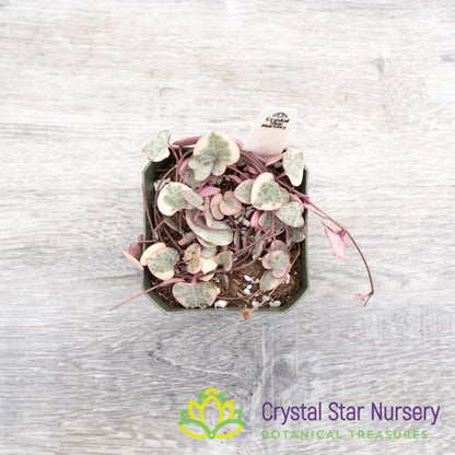 Ceropegia woodii Variegated String of Hearts