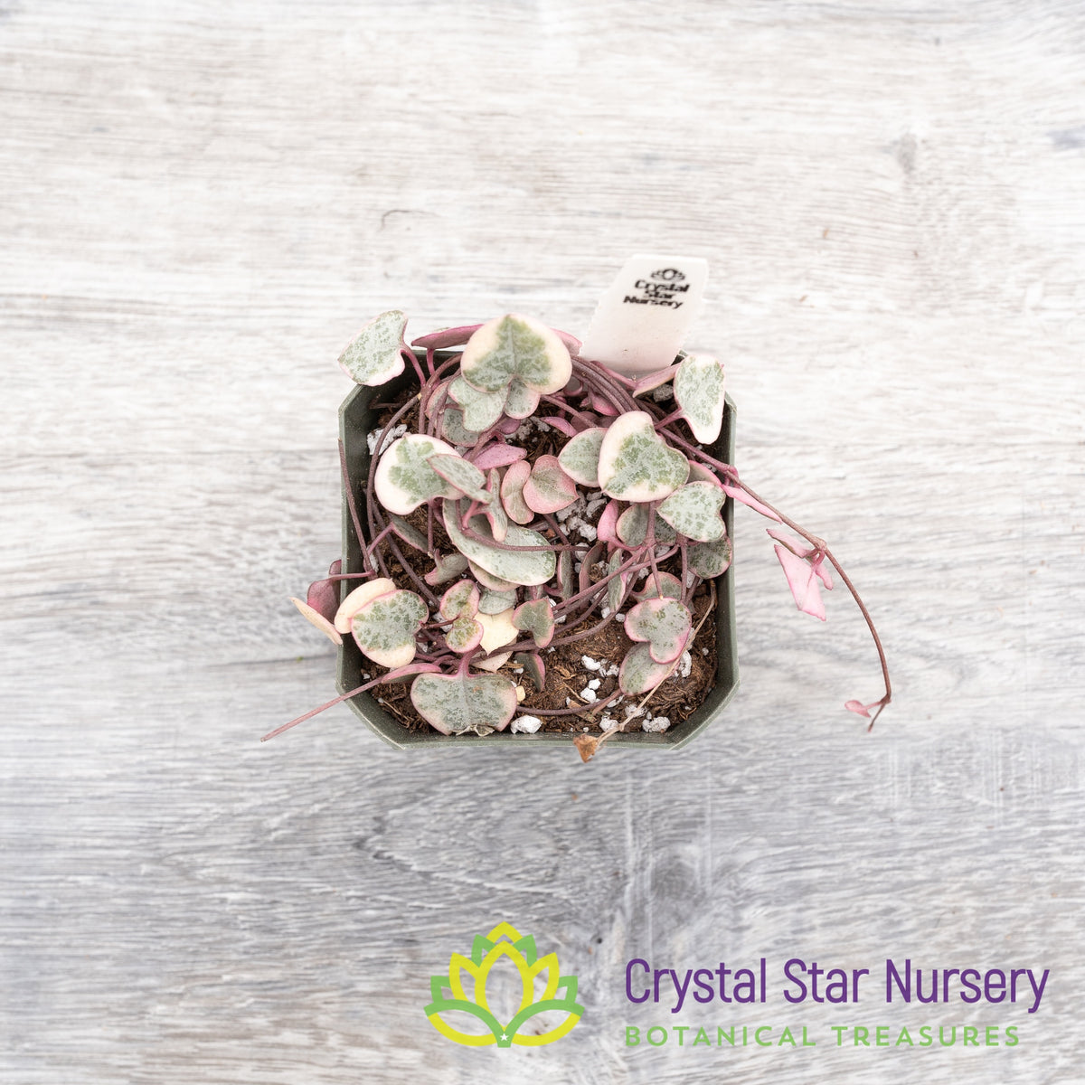 Ceropegia woodii Variegated String of Hearts