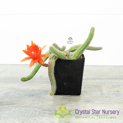 Chamaecereus Sylvestris 'Peanut Cactus'