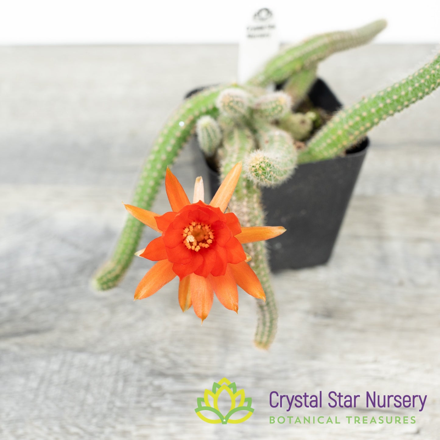 Chamaecereus Sylvestris 'Peanut Cactus'