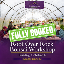 Root Over Rock Bonsai Workshop at CSN