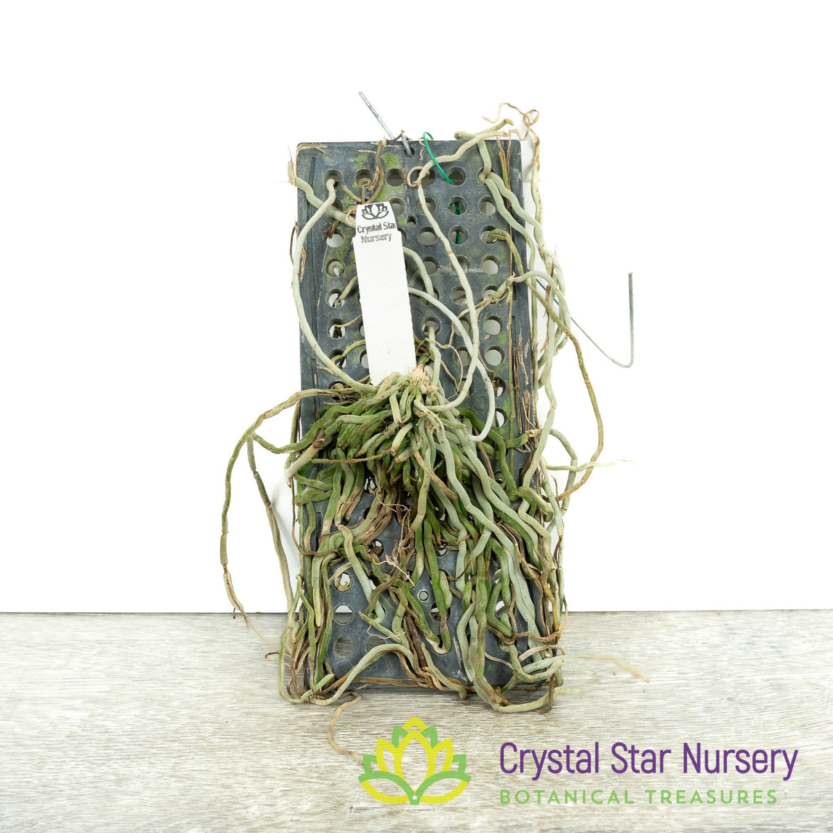 Chiloschista viridiflava 'Green Yellow'