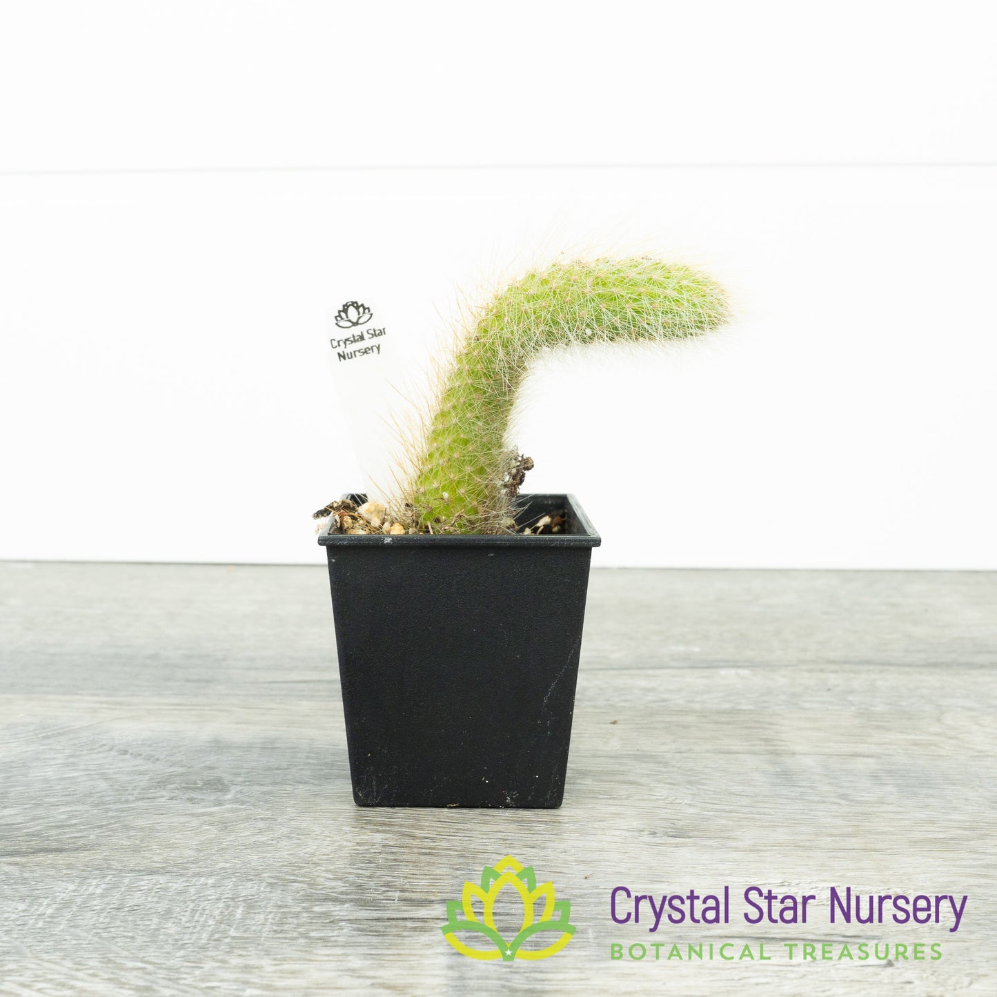 Cleistocactus Winteri subsp. Colademononis