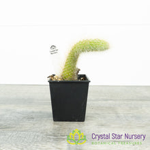 Cleistocactus Winteri subsp. Colademononis