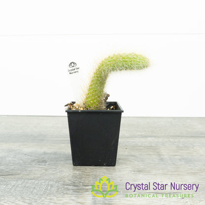 Cleistocactus Winteri subsp. Colademononis