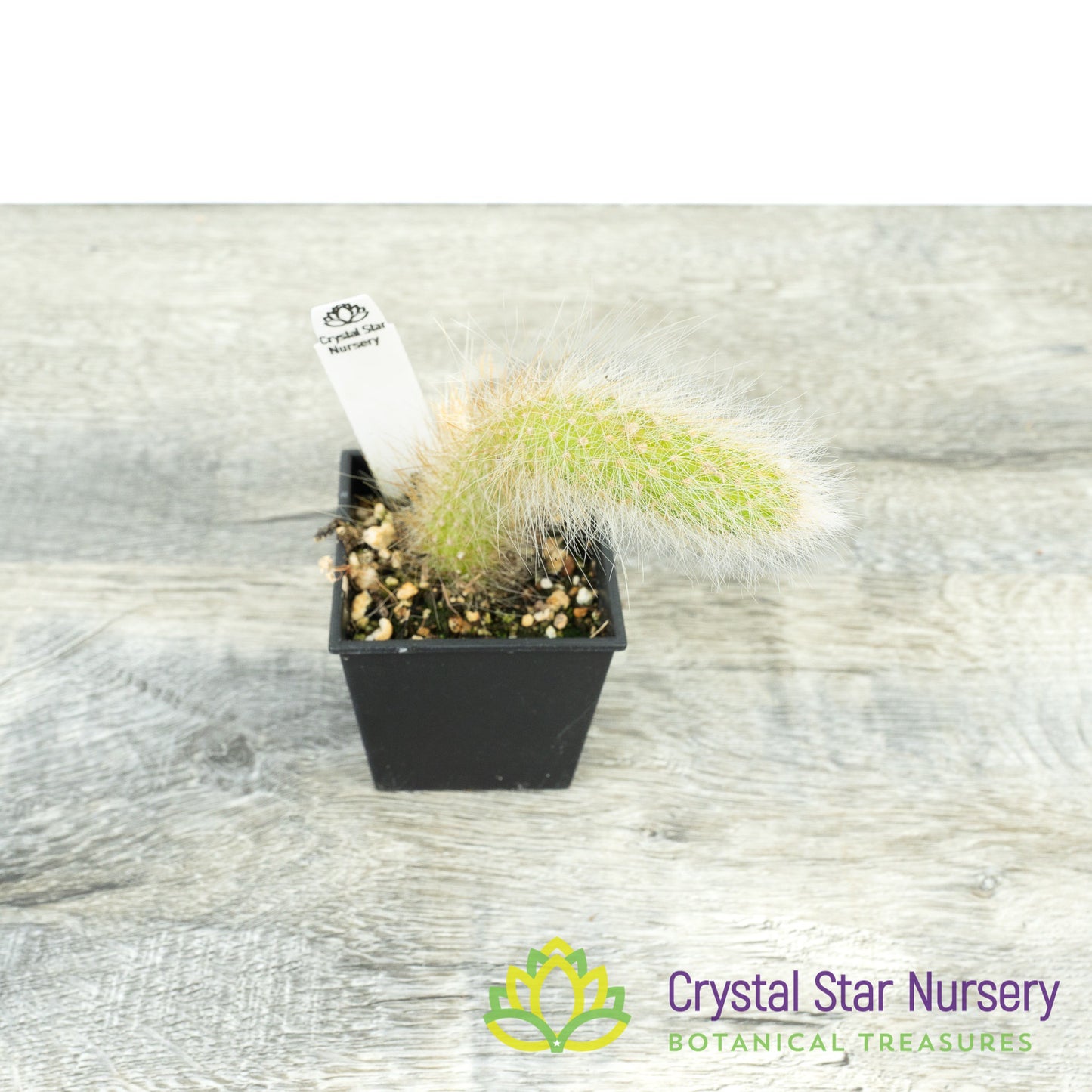 Cleistocactus Winteri subsp. Colademononis