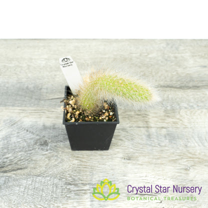 Cleistocactus Winteri subsp. Colademononis