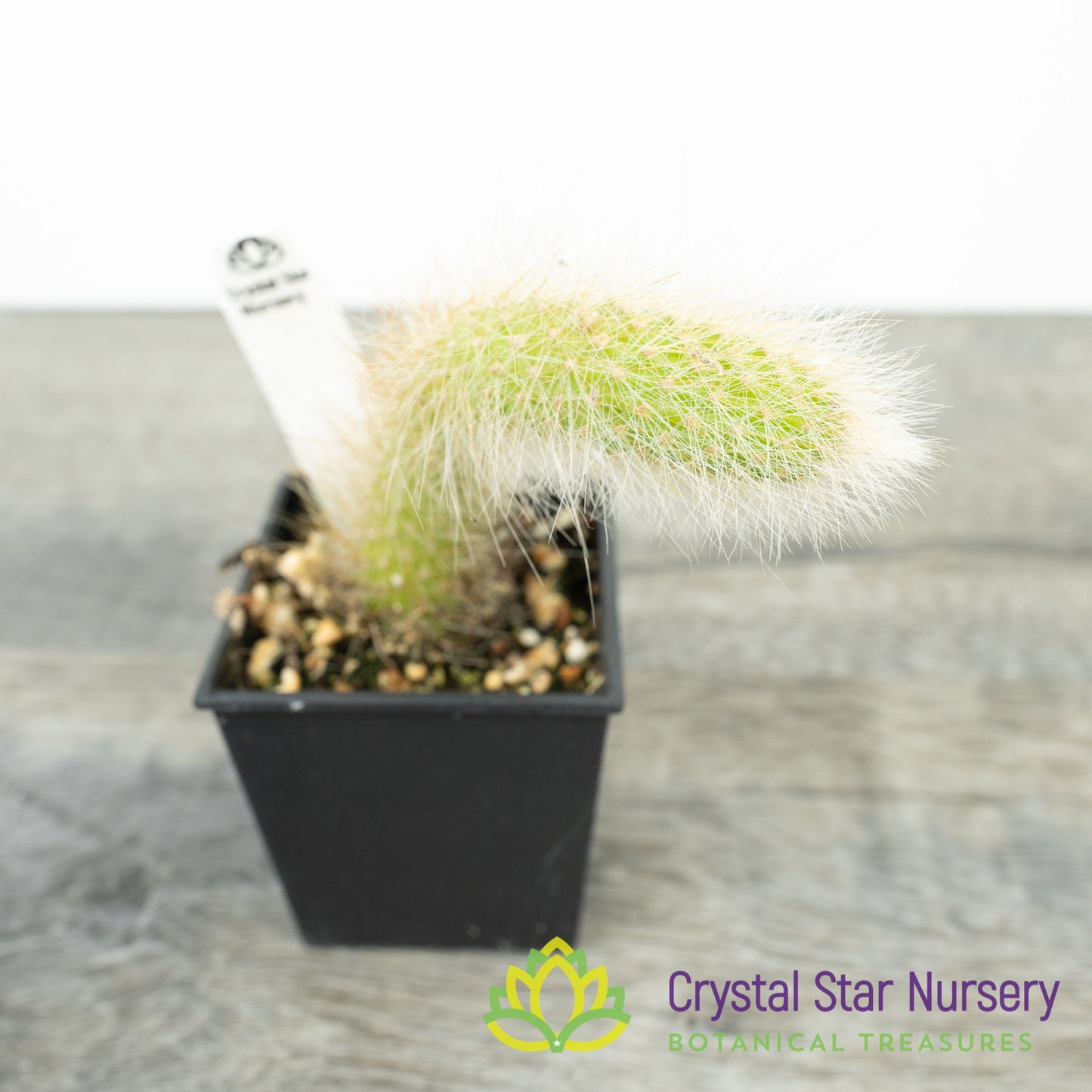Cleistocactus Winteri subsp. Colademononis