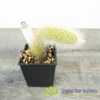 Cleistocactus Winteri subsp. Colademononis