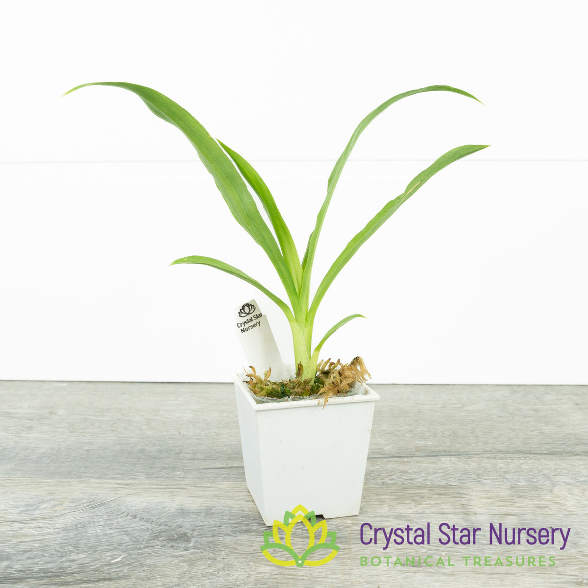 Clowesetum Penang Waltz (CY20)