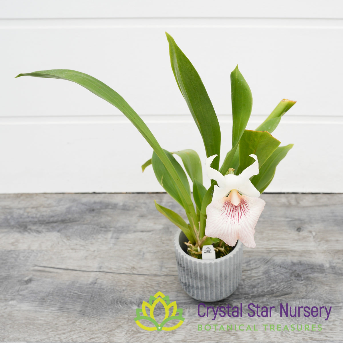 Cochleanthes Amazonica x Flabelliformis (6)