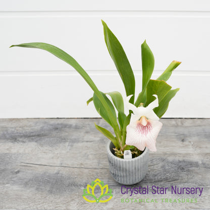 Cochleanthes Amazonica x Flabelliformis (6)