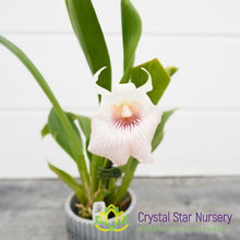 Cochleanthes Amazonica x Flabelliformis (6)