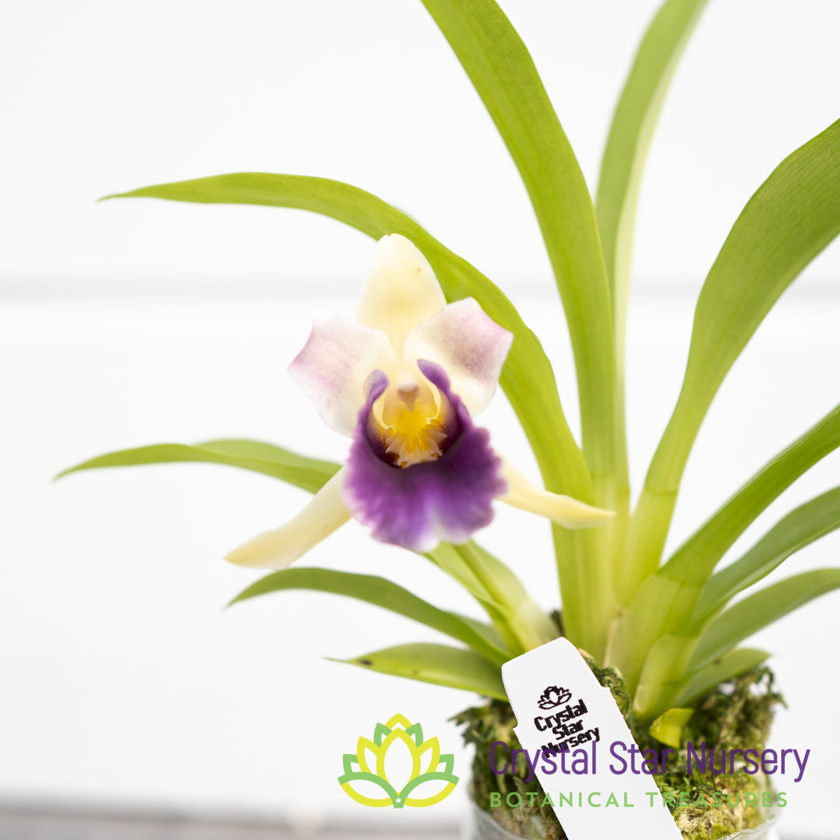 Cochleanthes discolor (6030)