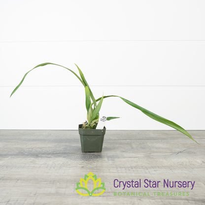 Coelogyne Cristata