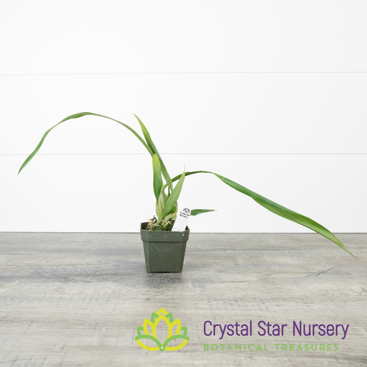 Coelogyne Cristata