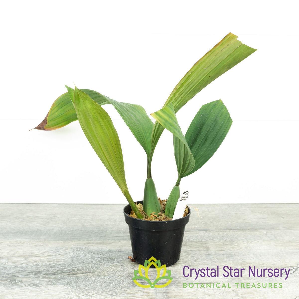 Coelogyne Dayana