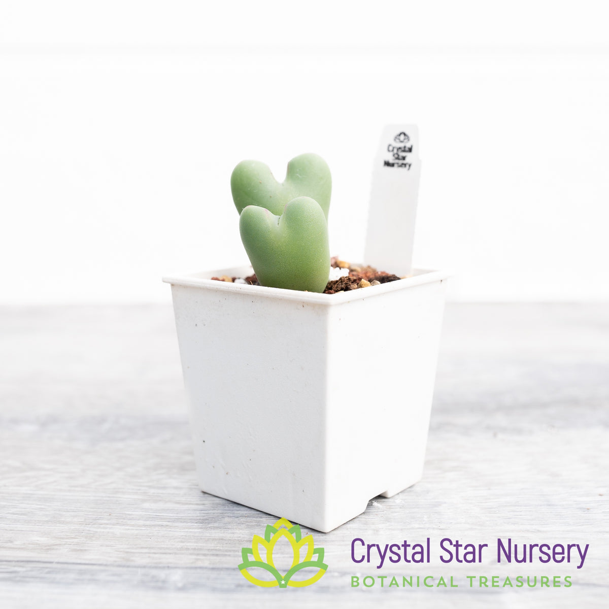 Conophytum Bilobum
