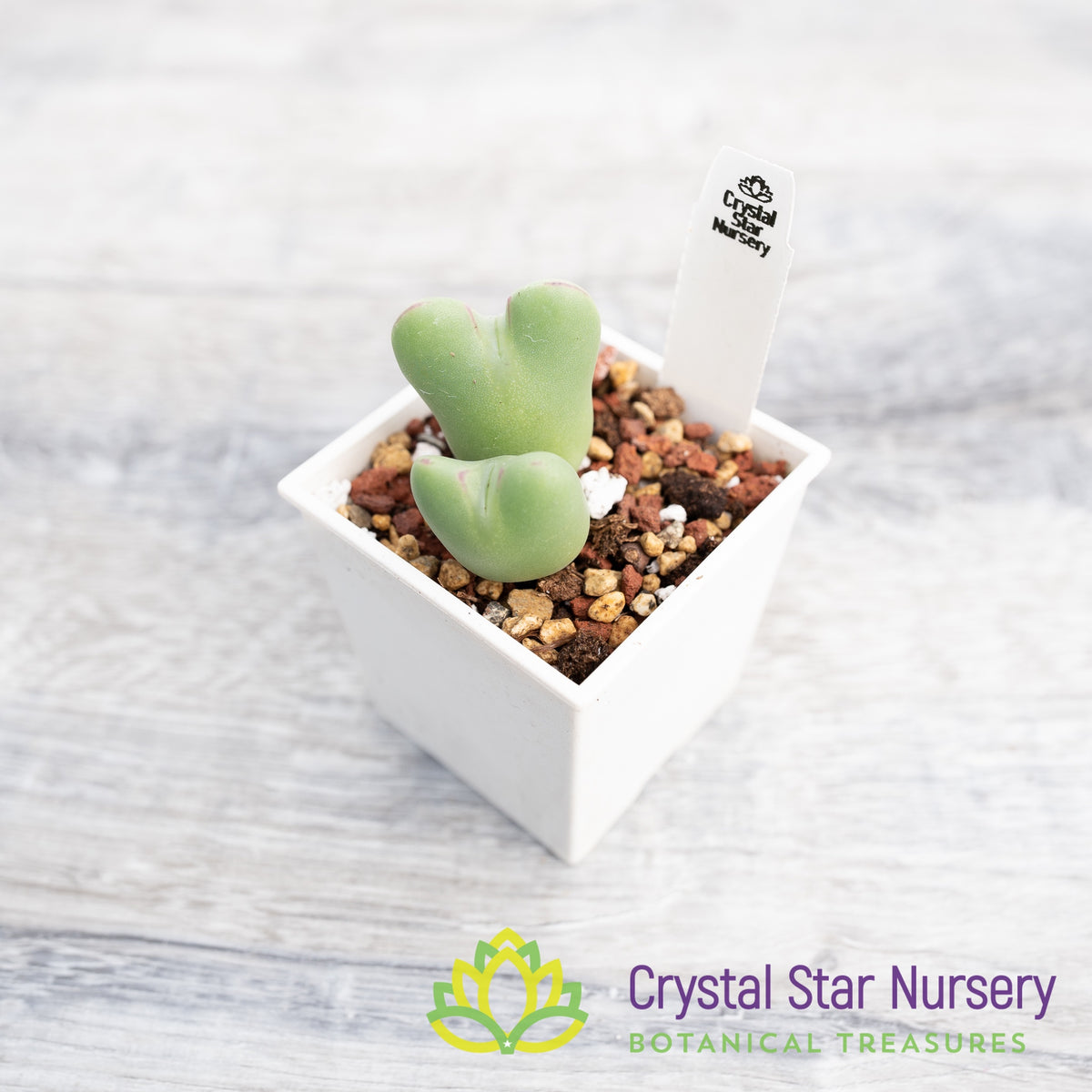 Conophytum Bilobum