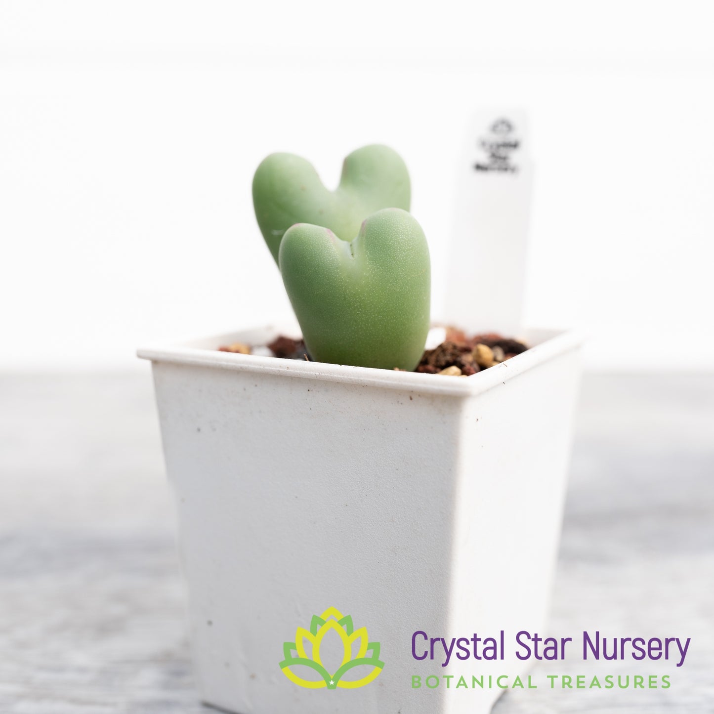 Conophytum Bilobum