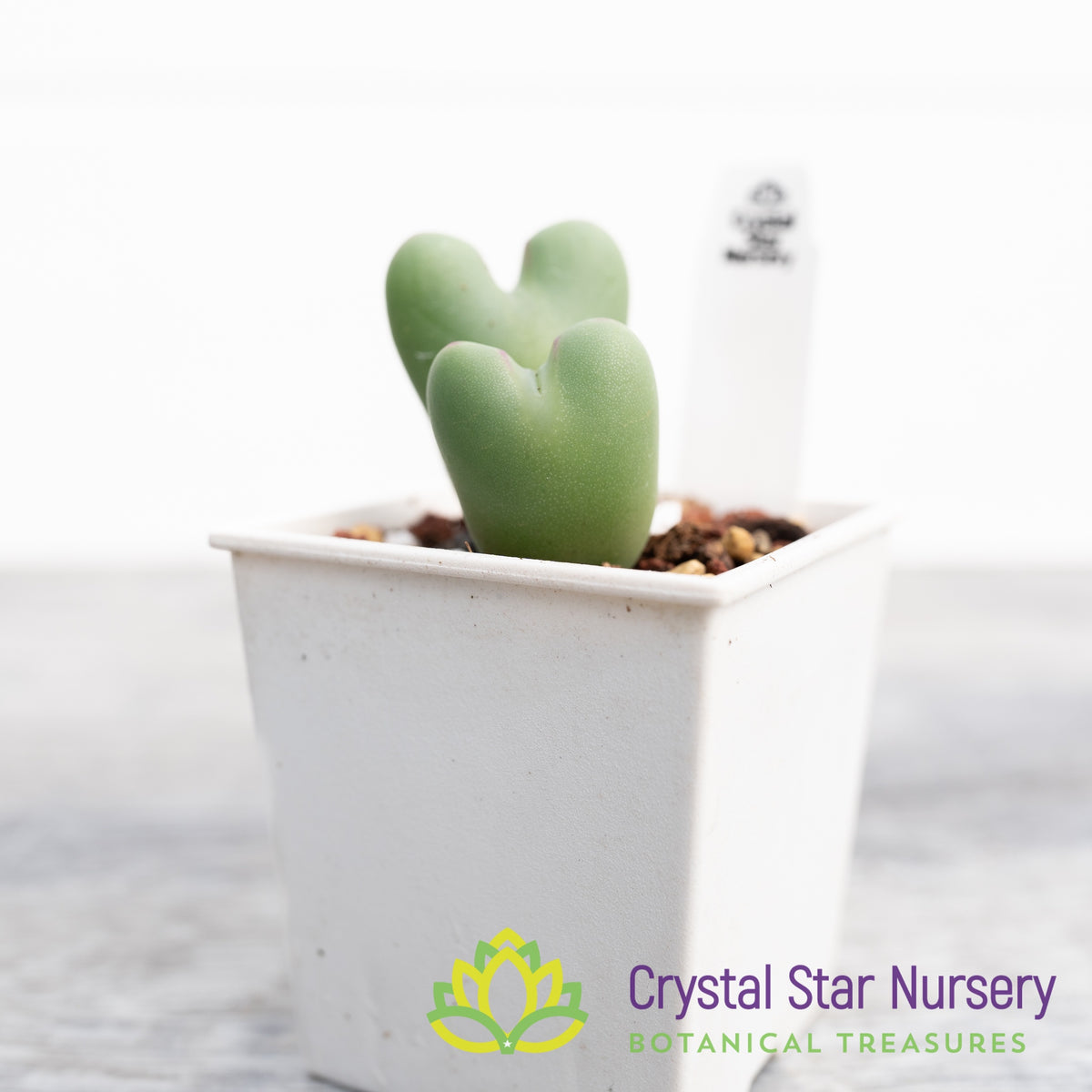 Conophytum Bilobum