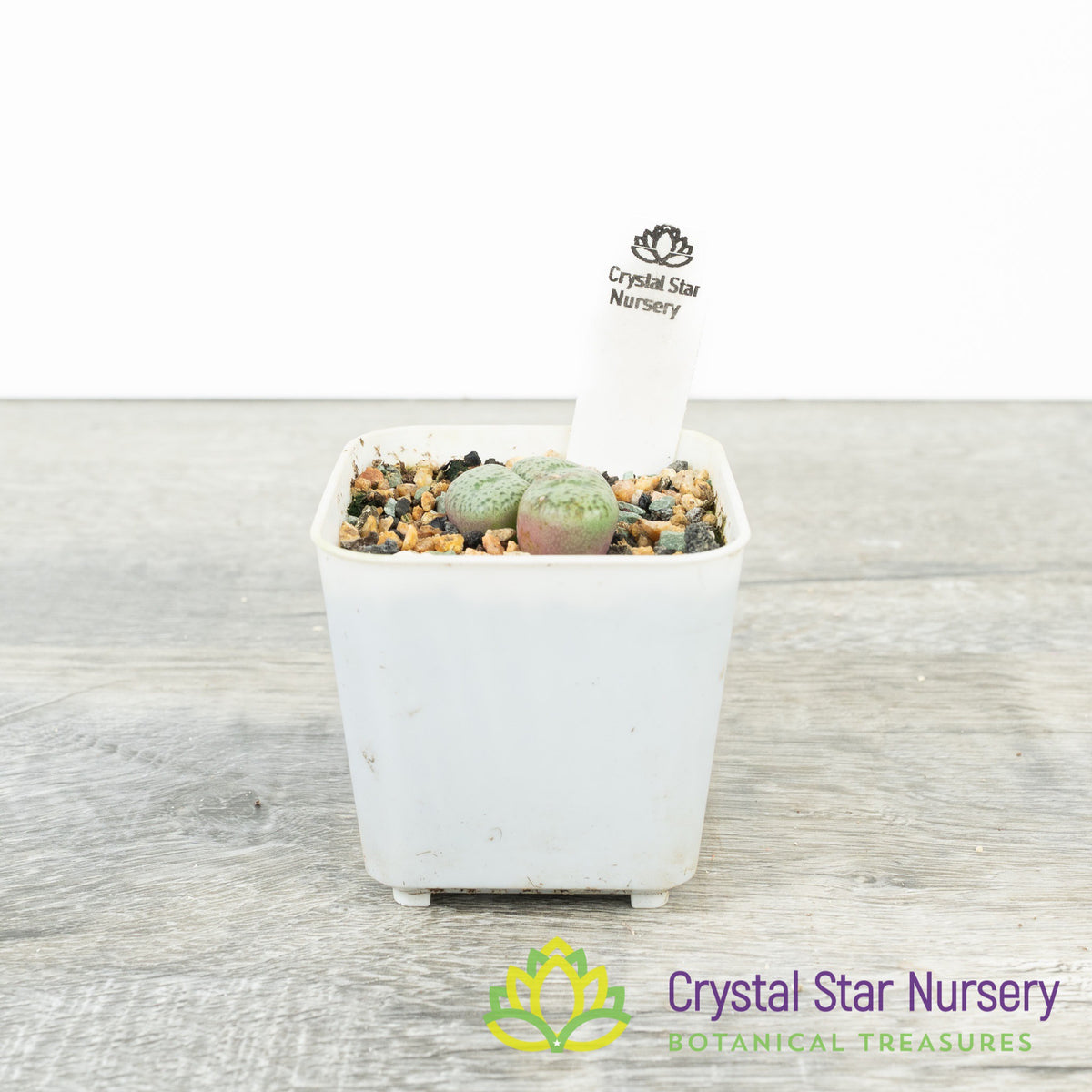 Conophytum Obcordellum var Ceresianum