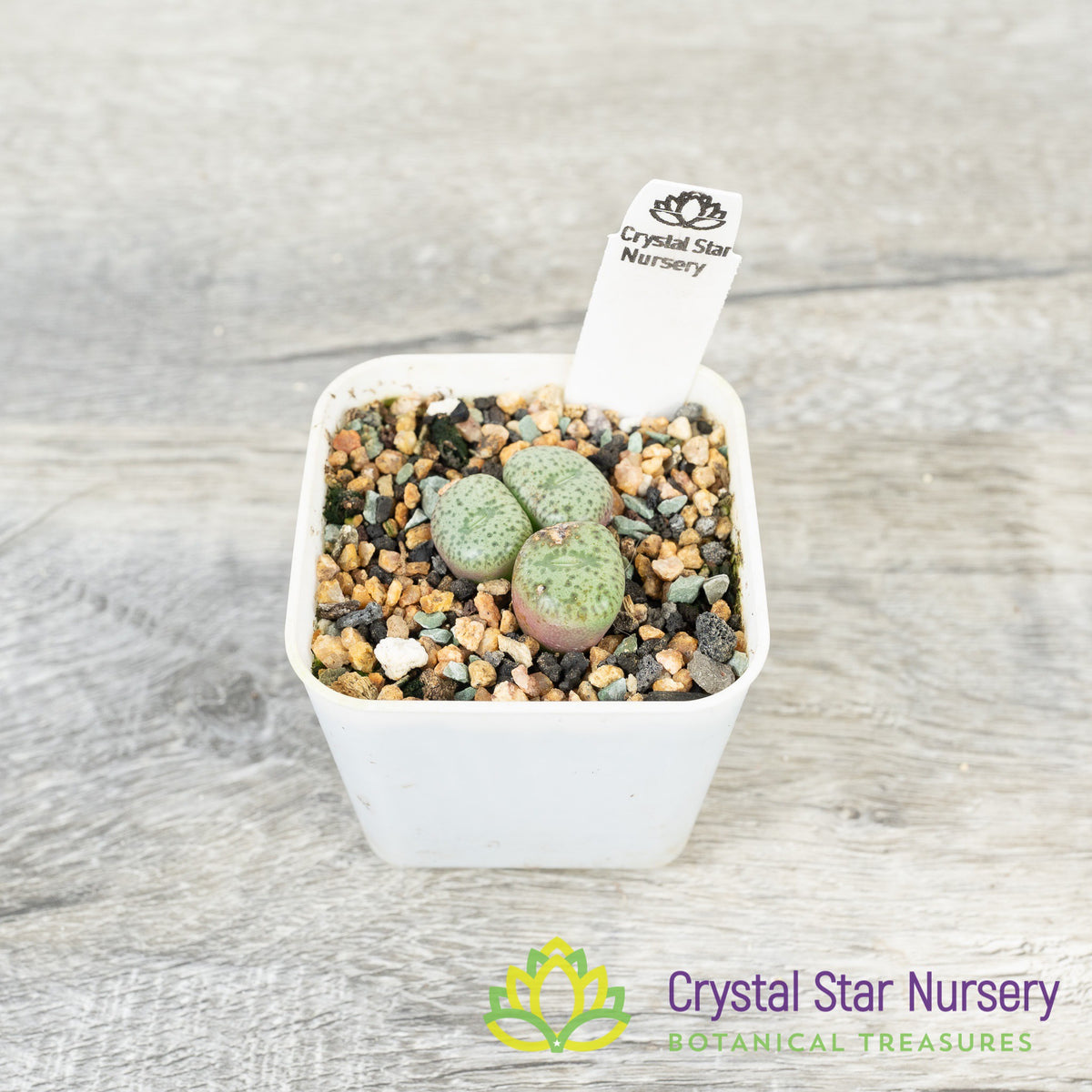 Conophytum Obcordellum var Ceresianum