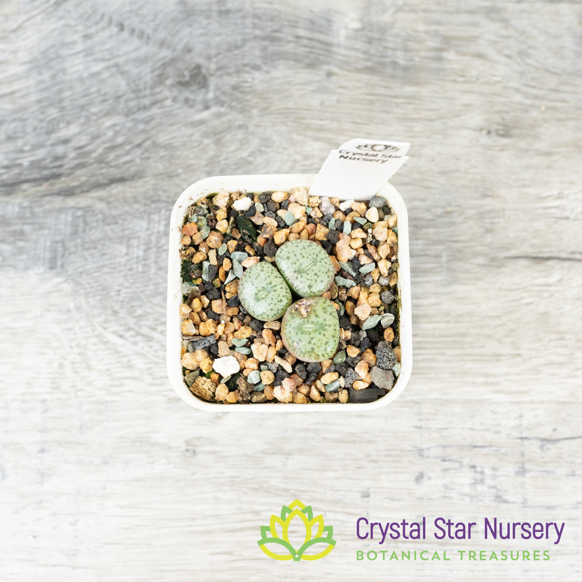 Conophytum Obcordellum var Ceresianum