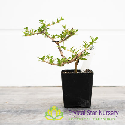 Coprosma Kirkii Pre Bonsai