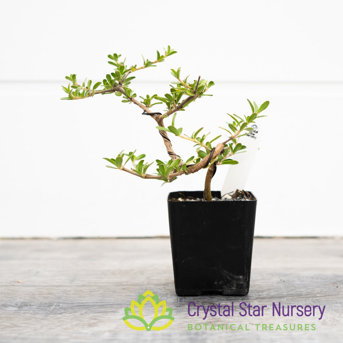 Coprosma Kirkii Pre Bonsai