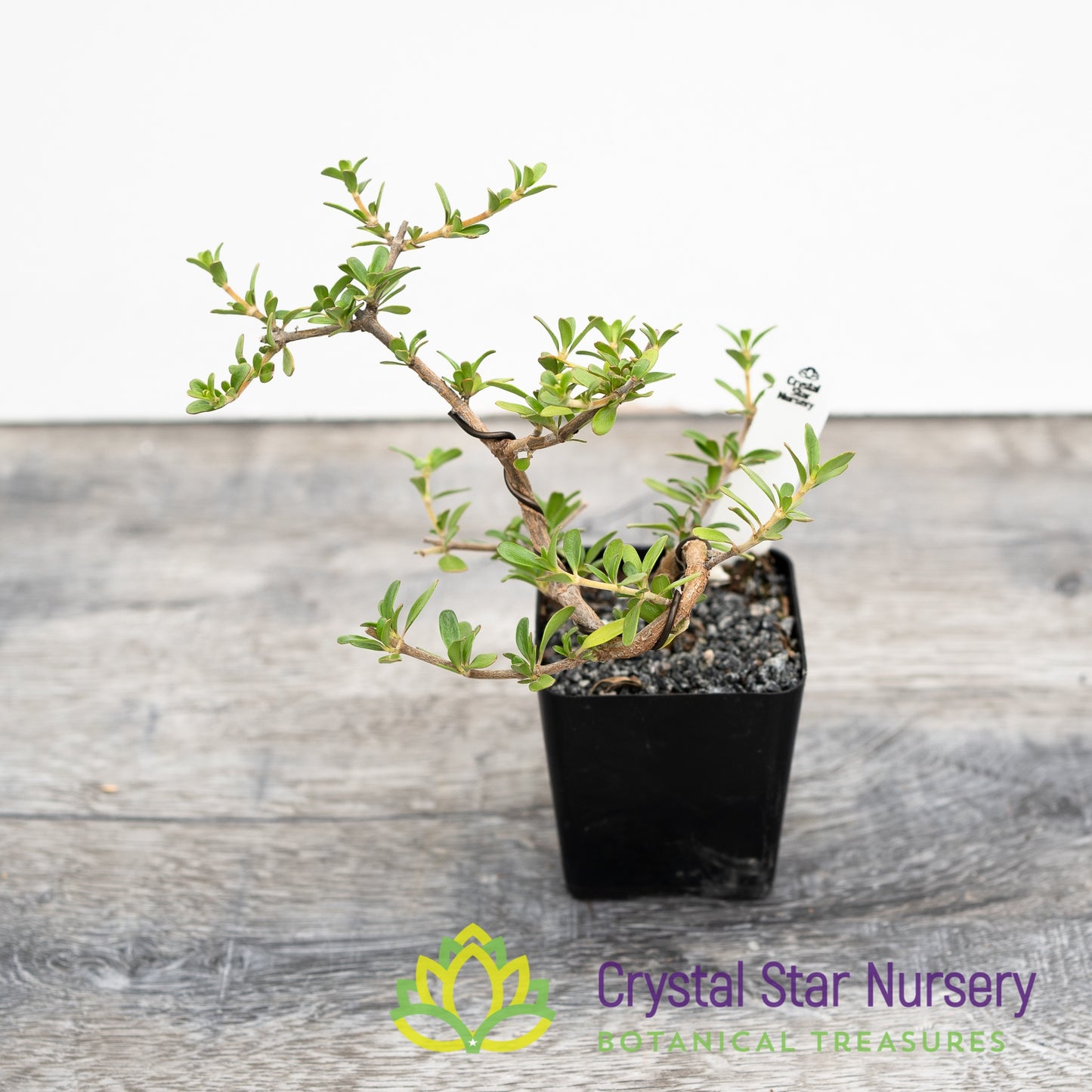 Coprosma Kirkii Pre Bonsai