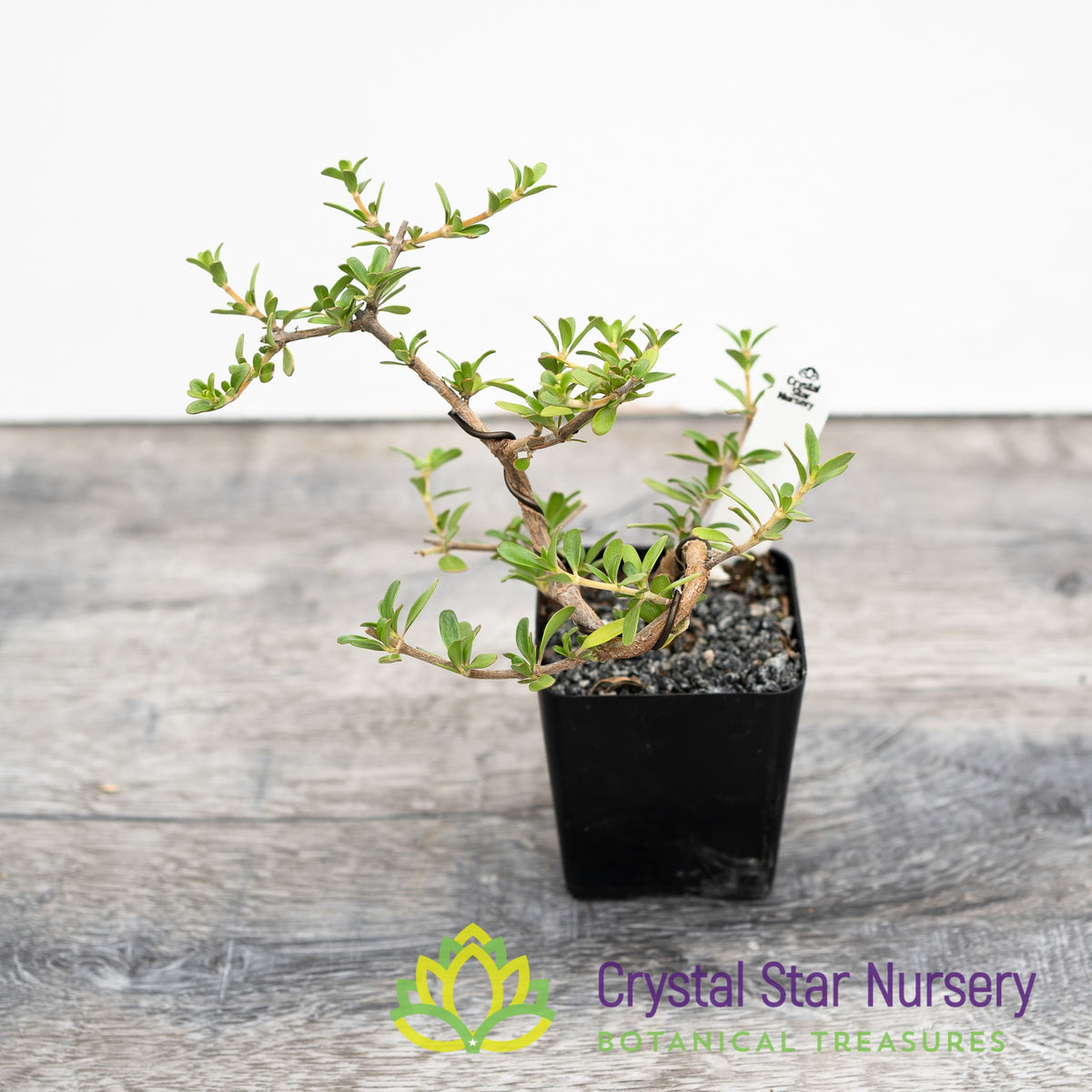 Coprosma Kirkii Pre Bonsai