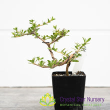 Coprosma Kirkii Pre Bonsai