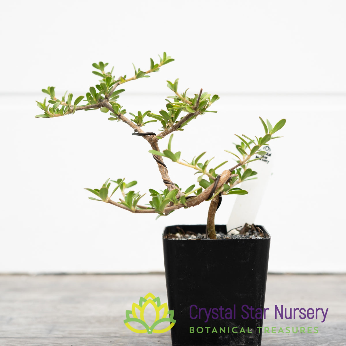 Coprosma Kirkii Pre Bonsai