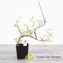 Coprosma Kirkii Variegated Pre Bonsai