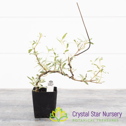 Coprosma Kirkii Variegated Pre Bonsai