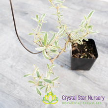 Coprosma Kirkii Variegated Pre Bonsai