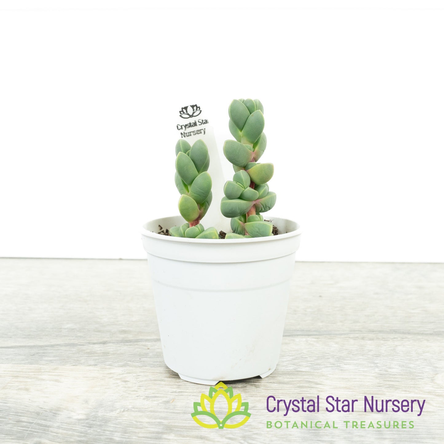 Corpuscularia lehmannii