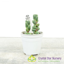 Corpuscularia lehmannii
