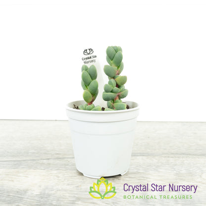 Corpuscularia lehmannii