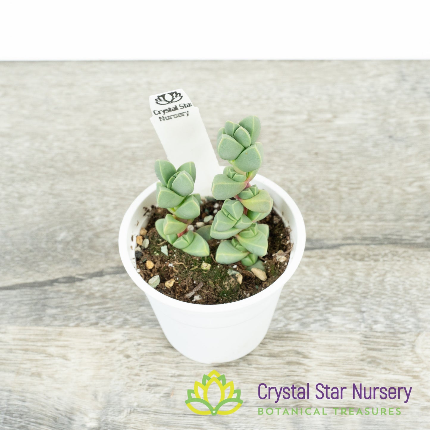 Corpuscularia lehmannii