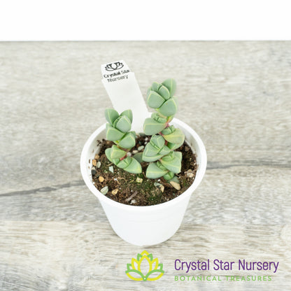 Corpuscularia lehmannii