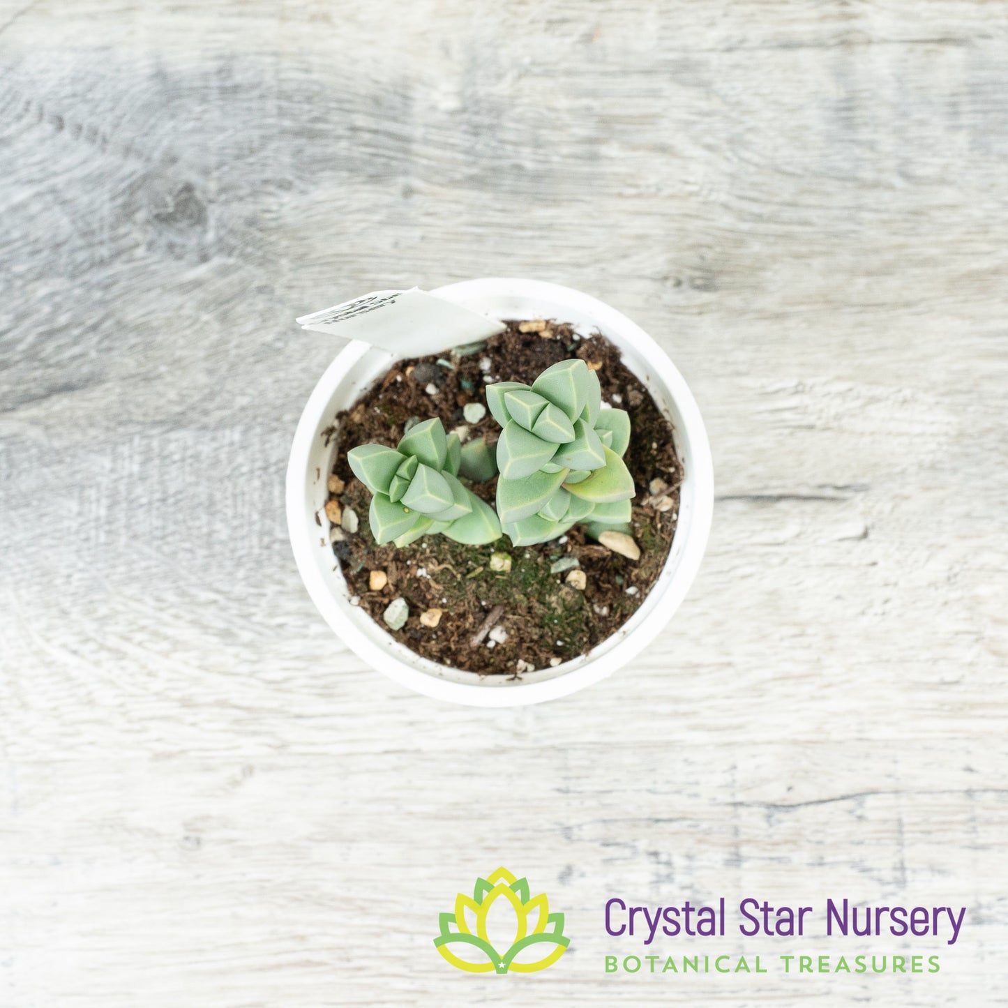 Corpuscularia lehmannii