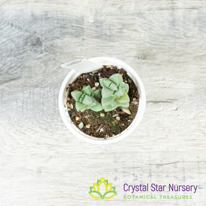 Corpuscularia lehmannii