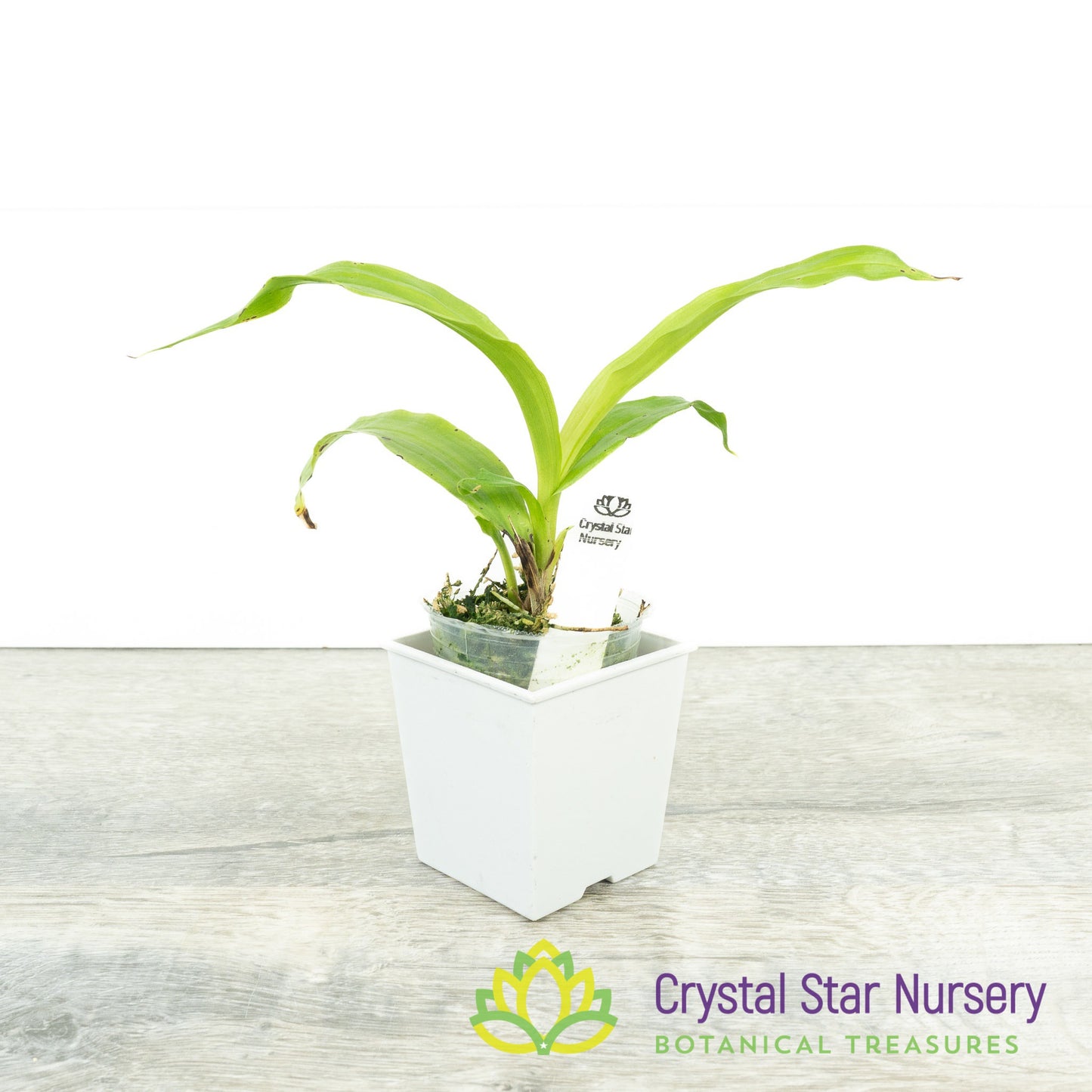 Coryanthes misasil x self (A243)