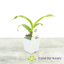 Coryanthes misasil x self (A243)