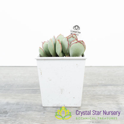 Cotyledon Choco Line