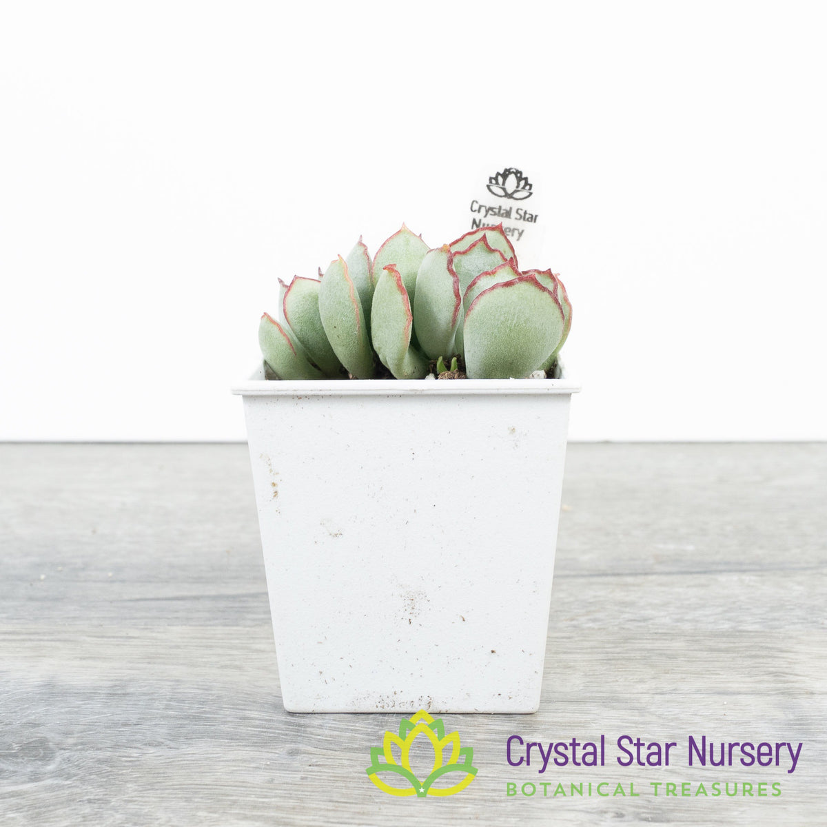 Cotyledon Choco Line