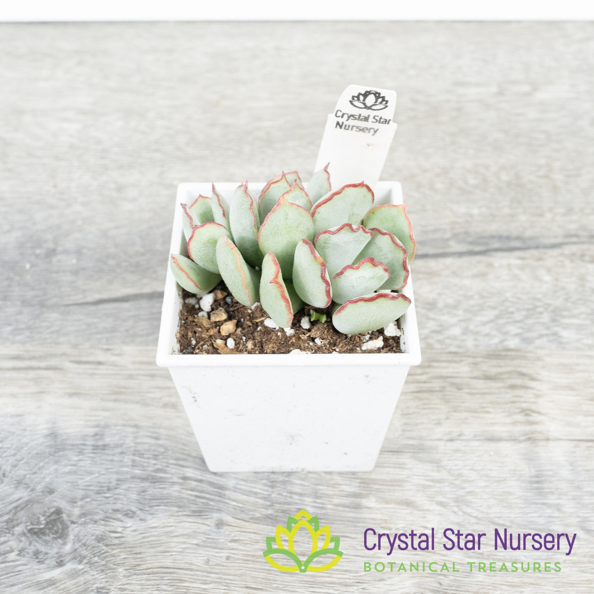Cotyledon Choco Line